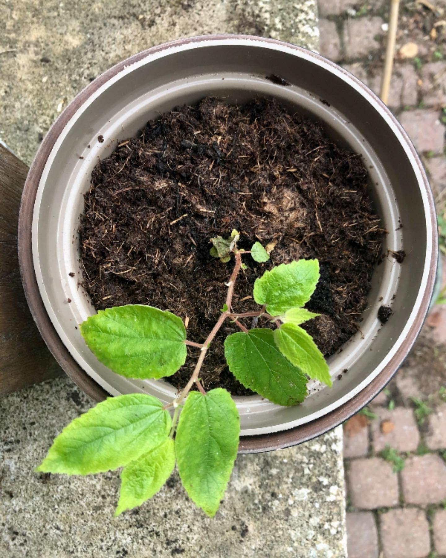✨When life conspires ✨

Amongst the herbal, plant medicine and some gardening circles, there is a known phenomena, where the plants and herbs that you need most - unbeknownst to you - will show up, just at the right time to offer you medicine. 

This