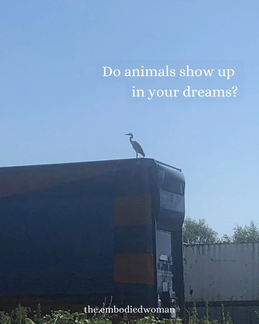 Do you remember the old language? 
When there was no separation between humans and the natural world? 
Do your dreams remind you? 

#embodiedwisdom #ancestralmemory #ancestralwisdom #dreamwork #gestalt
