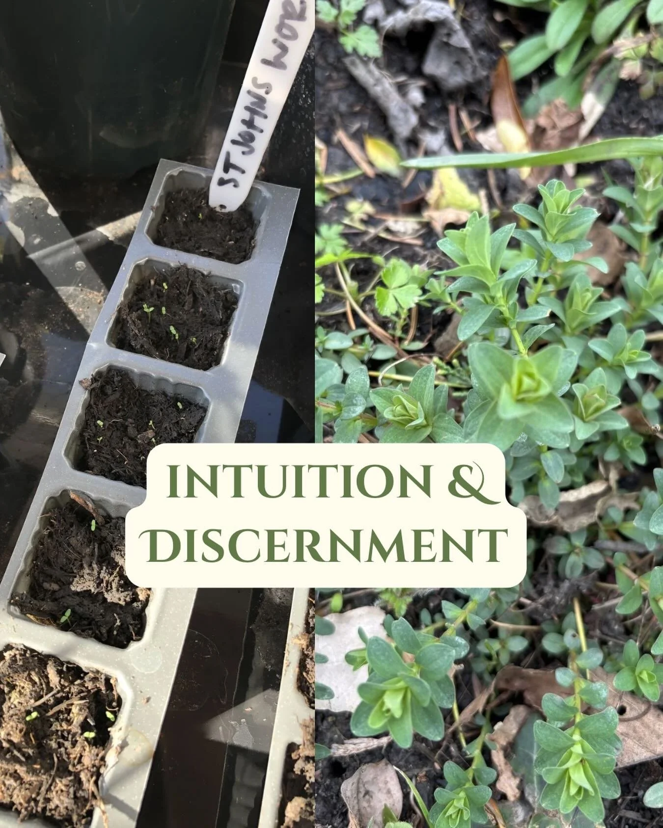 In a world that is becoming increasingly overrun with AI, more and more posts now written in the same spiritless ChatGPT tone, there is nothing more real than sinking my bare hands into the earth and reminding myself of what life is and what it is no