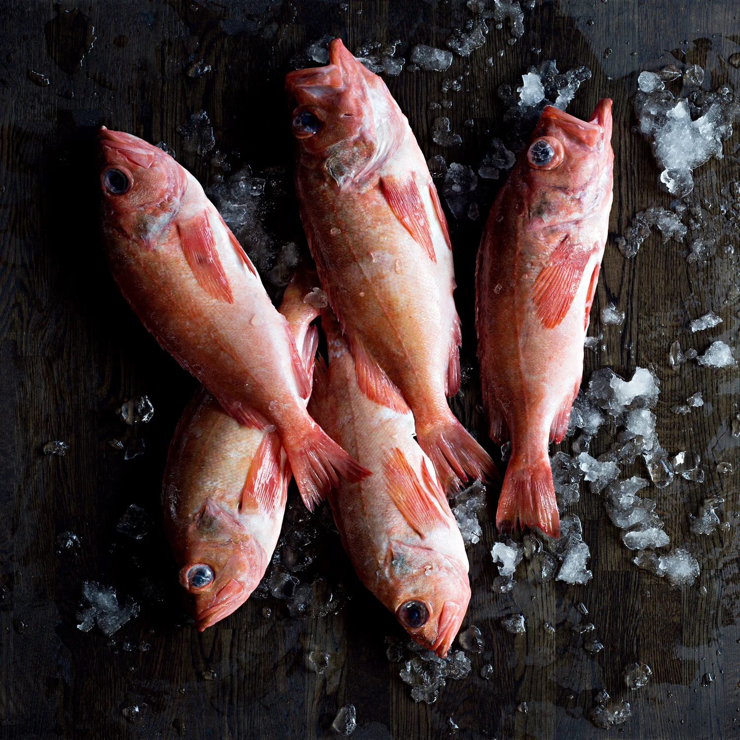 Fisk Jor.jpg