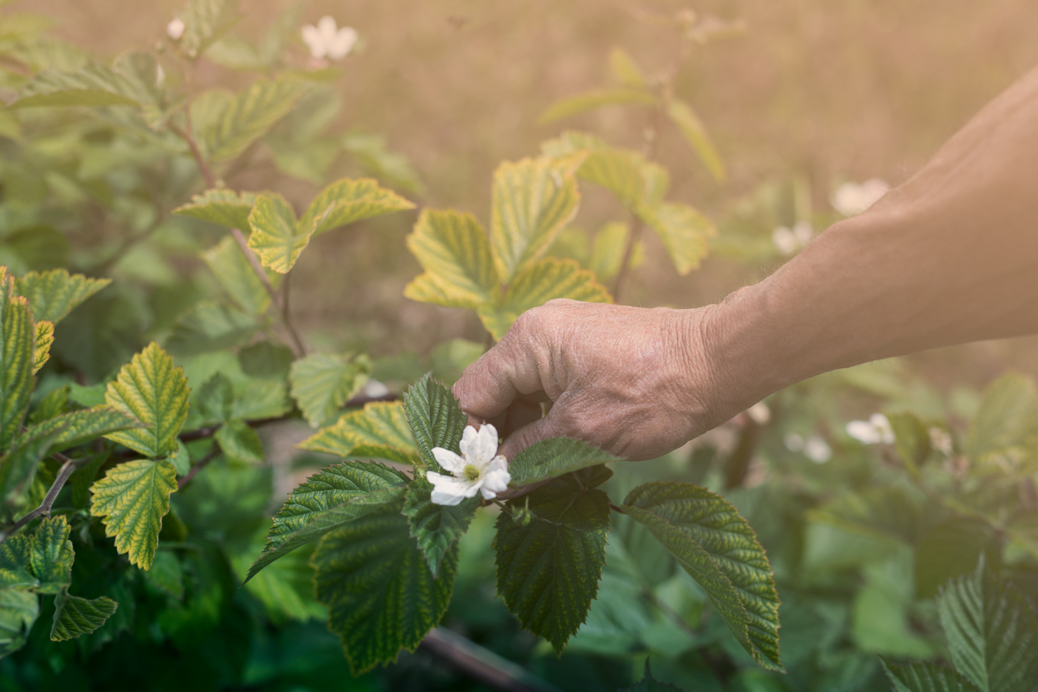 fruktblomster m hånd.jpg