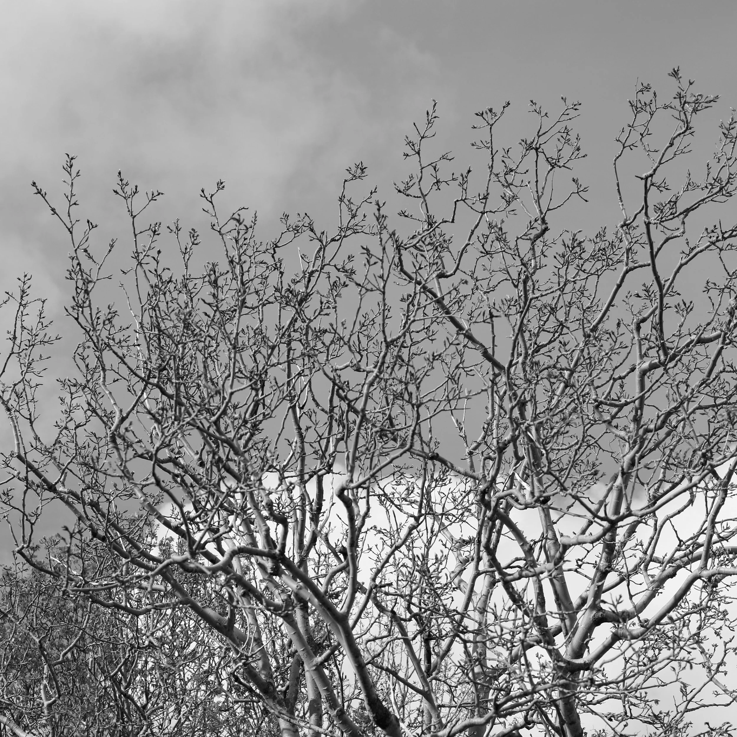 _MG_2622.jpg