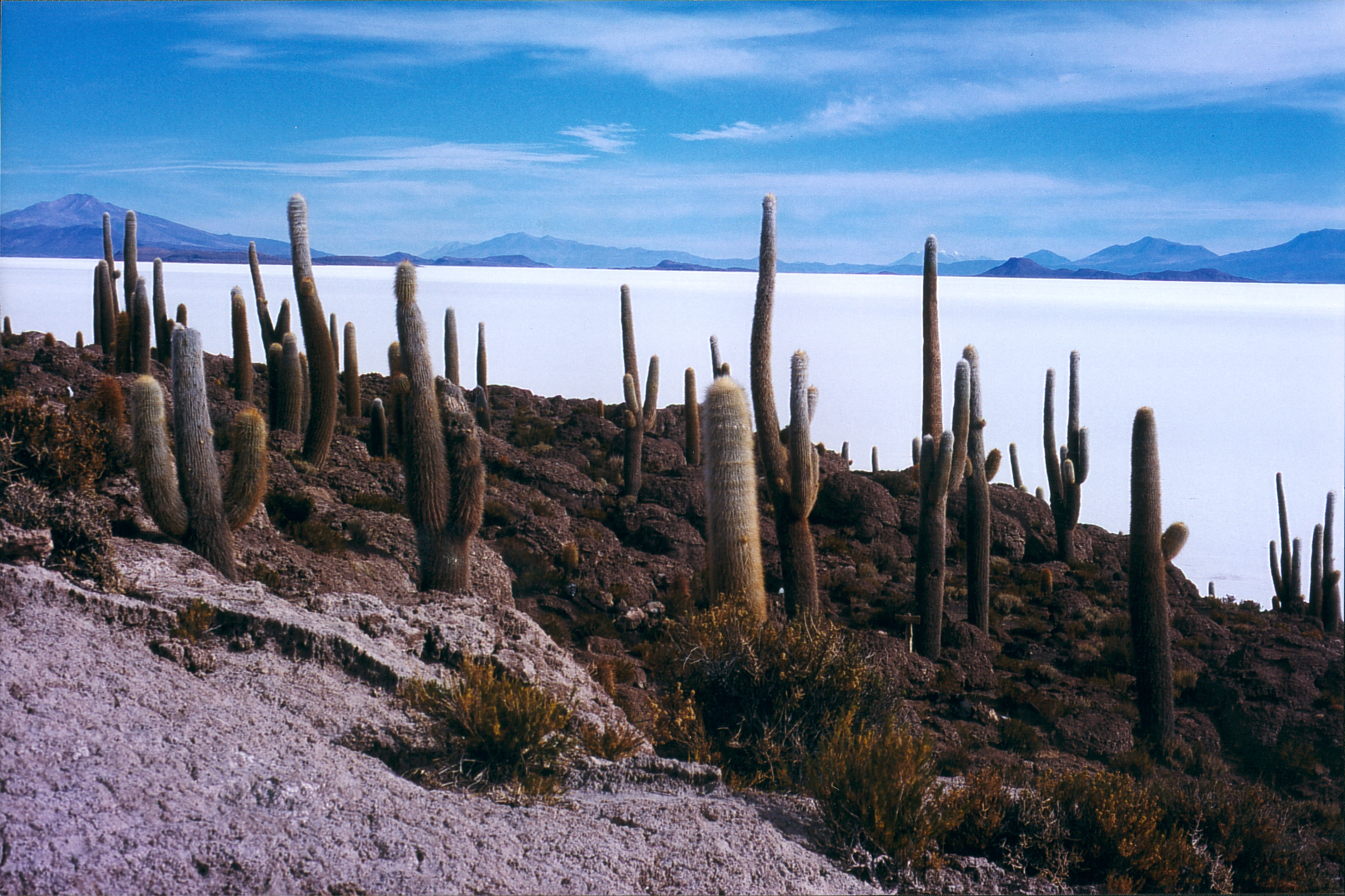  Isla del Pez, salar de Uyunie , Bolivia. 