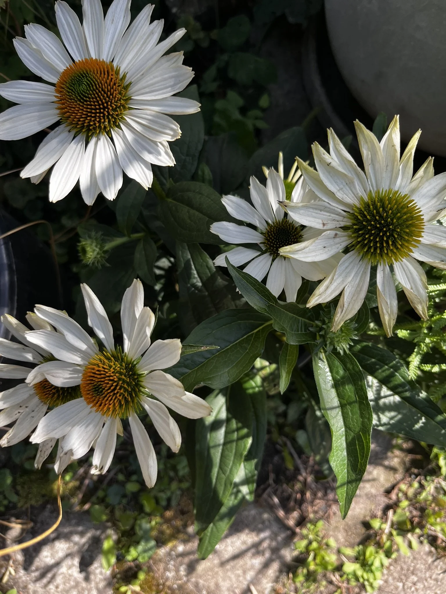IMG_8605.JPEG