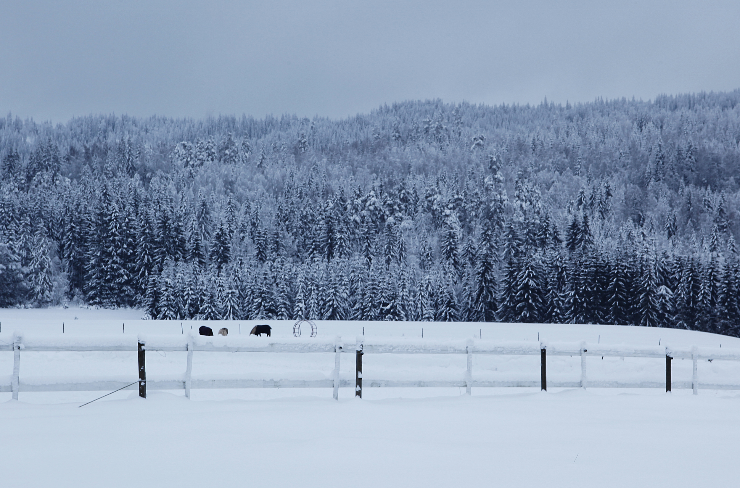 _MG_8180.jpg