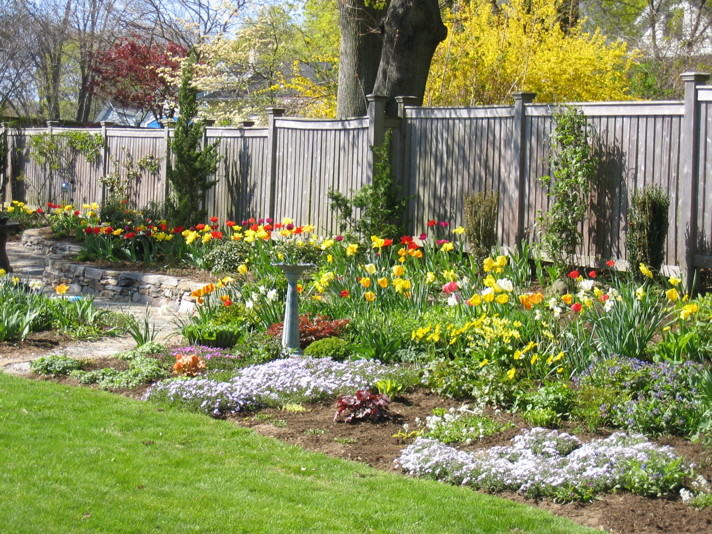 Tulips Backyard.JPG