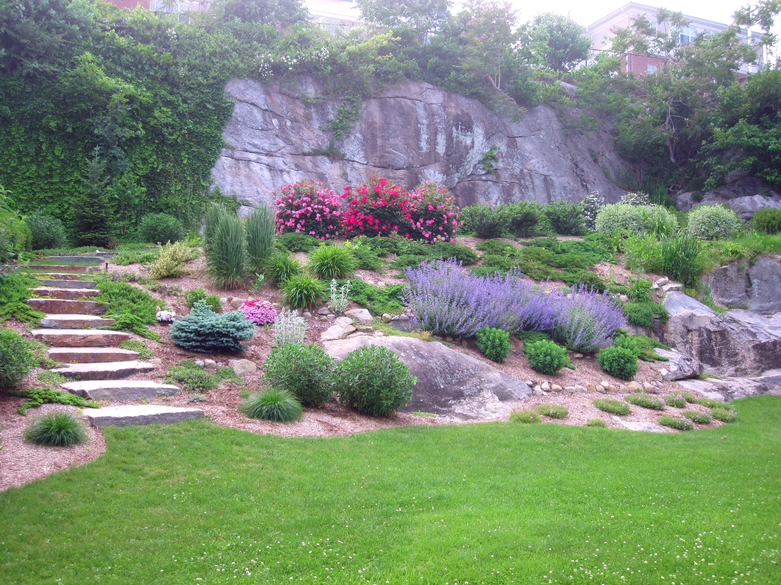 Salvia Roses2.JPG