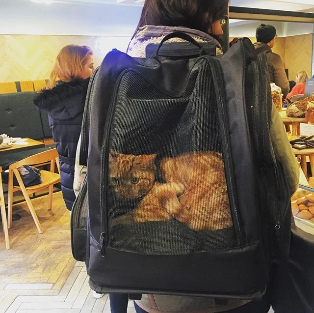 A furry friend at the bakery.
#travelphotography #travel #elsa_and_fock #connectingthedots #london #cat #catsofinstagram