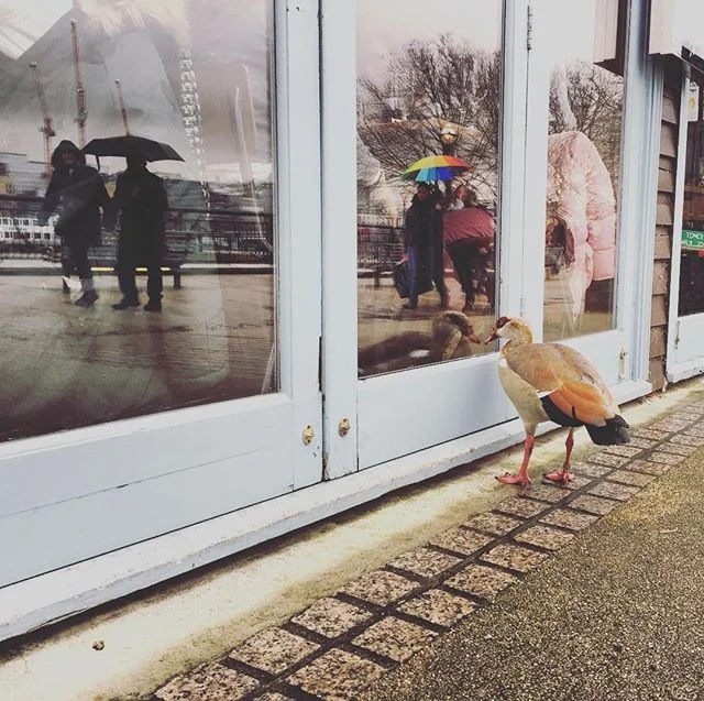 Sweet goose.
#travelphotography #travel #elsa_and_fock #london #connectingthedots #goose