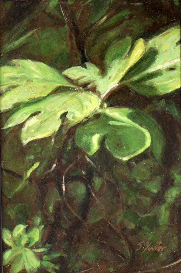 Sassafras