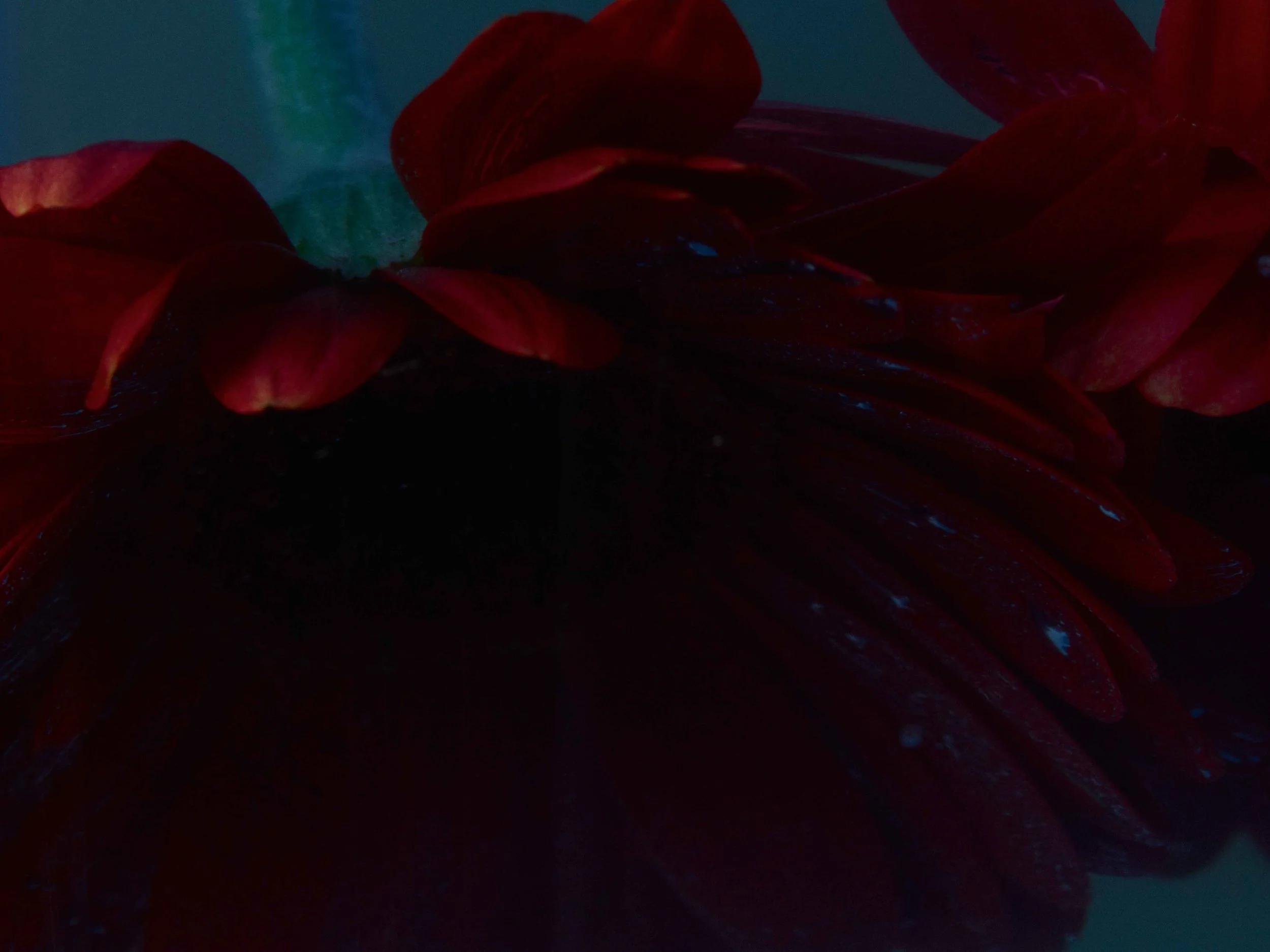 H-Mag-Beauty_S17_406_A_CMYK.jpg