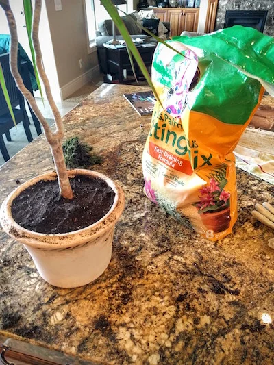 Now you can repot. You can totally use the soil that was already in there, however you will still need some new soil to fill up the space you just created by clipping off all those roots.