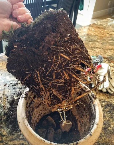 Root bound! Just as I suspected. An easy way to determine if you really need to root prune is if the roots have started growing in a circle on the bottom and are growing into each other. 
