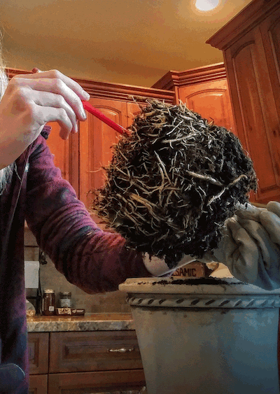 Now that all those roots are out of the way, use your pencil to poke the bottom of your root mass for an aerating effect. 