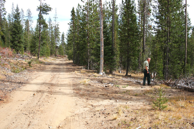 District Ranger Kevin Larkin surveys trees that were knocked over and pushed to the side of the road by the snowmobile volunteers. The resulting wider road makes for an easier route for the club's groomers in the winter