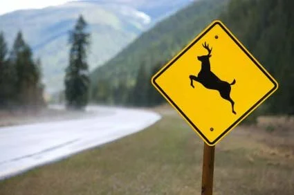 Deer-crossing.jpg