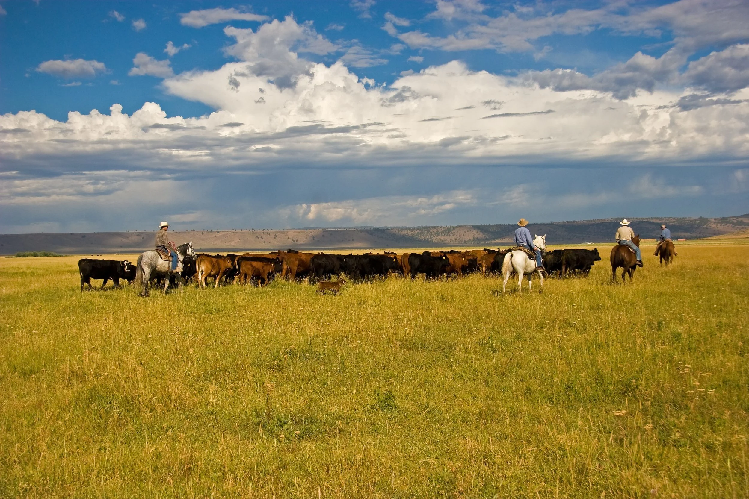 Mule Deer and Ranching Families both depend on connected landscapes (photo: Blue Mountain Ranch)