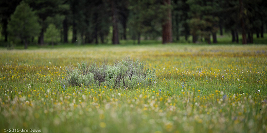 The Ochoco Mountains are a stunning natural treaure where Central Oregonians have enjoyed hiking and hunting for generations.