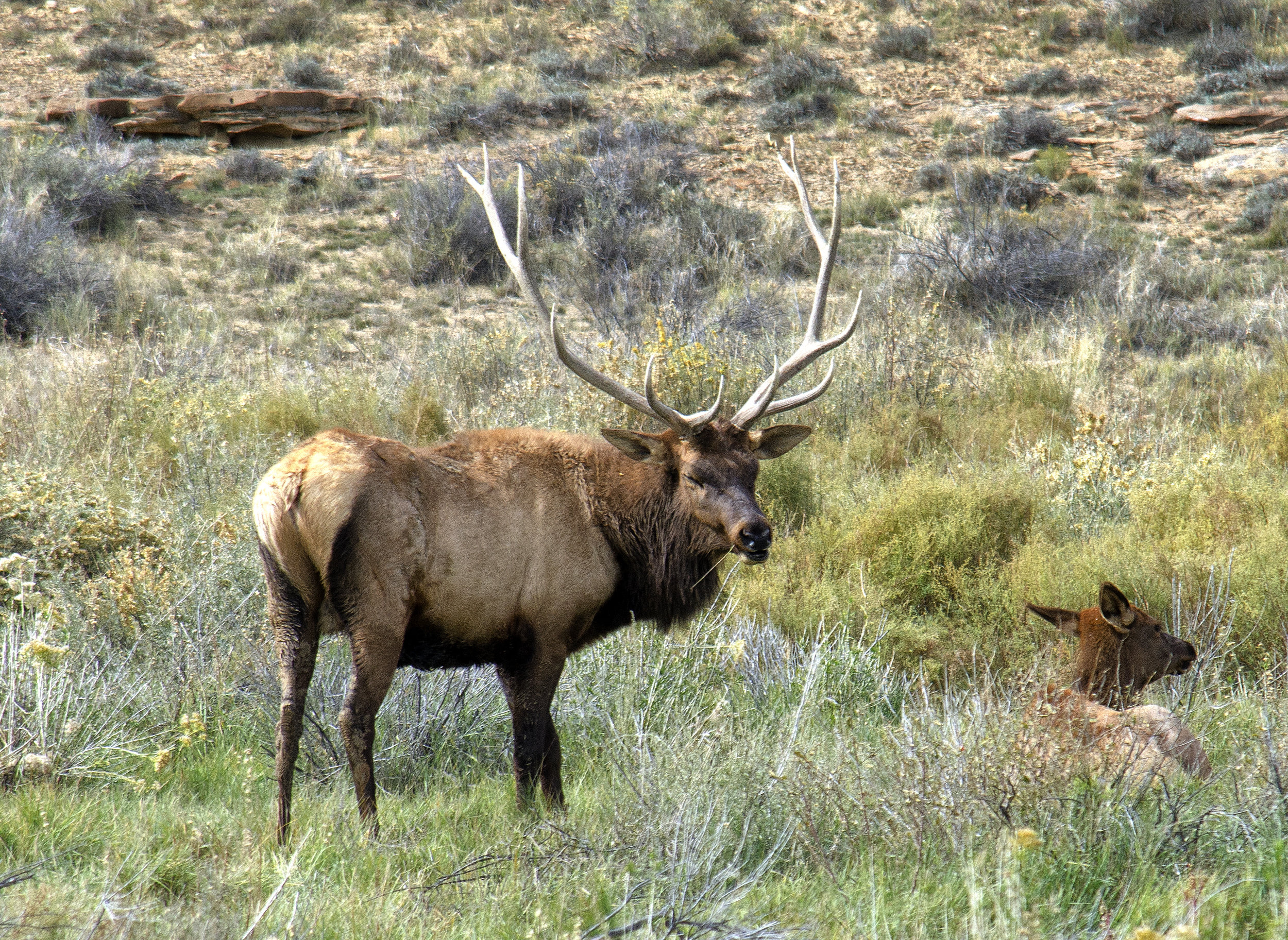 Central Oregon LandWatch’s expert team is well-positioned to defend the Ochocos for future hunters, hikers, and herds of elk. (photo: John Fowler)