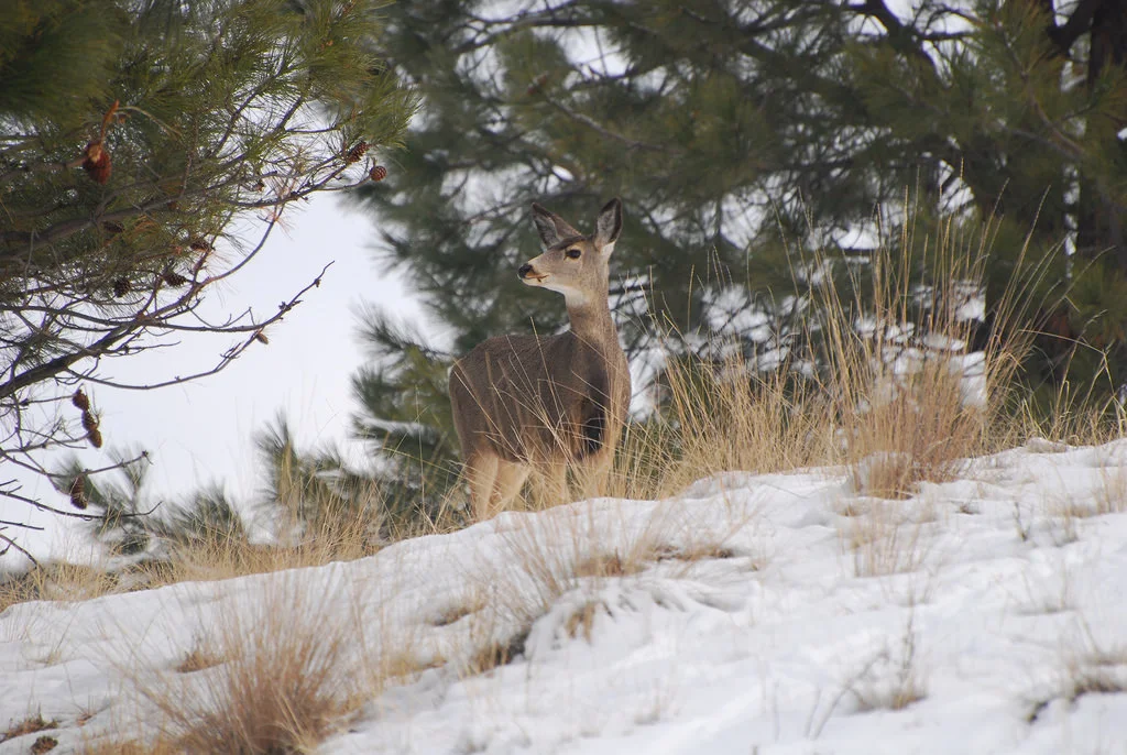 Central Oregon's mule deer populations have been in decline for several decades, according to the Oregon Fish and Wildlife Department. photo: montucky.wordpress.com