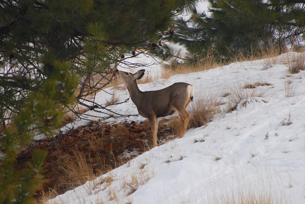 Mule deer feeding montucky.wordpress.com.jpg