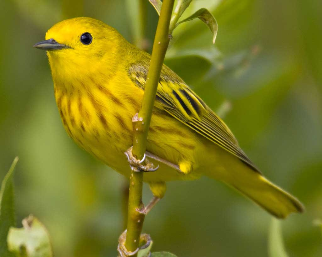 Yellow Warbler.png