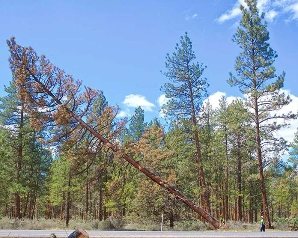 More than 2,000 trees were removed from along Highway 20 following the use of the herbicide Perspective, previously know to be harmful to local flora. Photo courtesy Jerry Baldock and the Nugget Newspaper