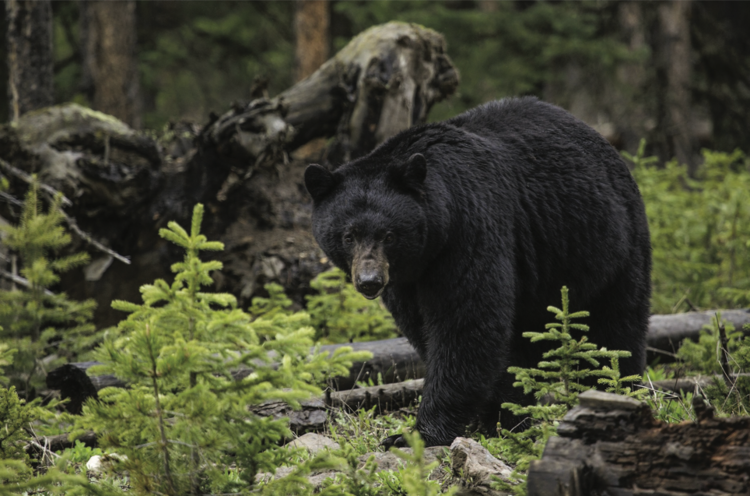 black bear.png