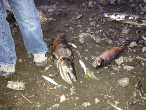 Photo from The Source Weekly " Low Water Leaves Scores of Fish Dead on Upper Deschutes "