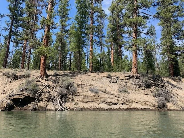 Photo of Deschutes River bank erosion