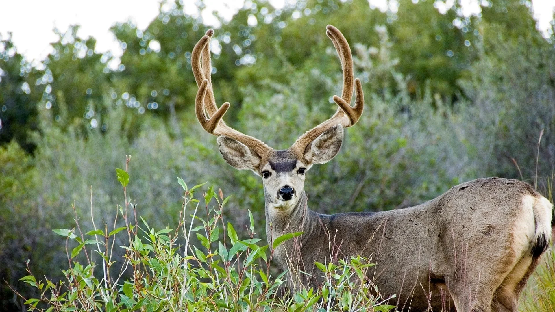 Wildlife Inventories — Central Oregon LandWatch