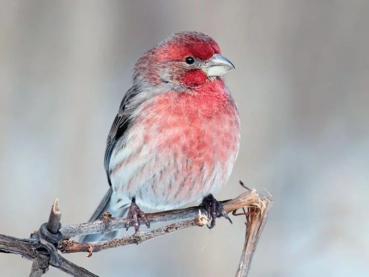 Great Backyard Bird Count