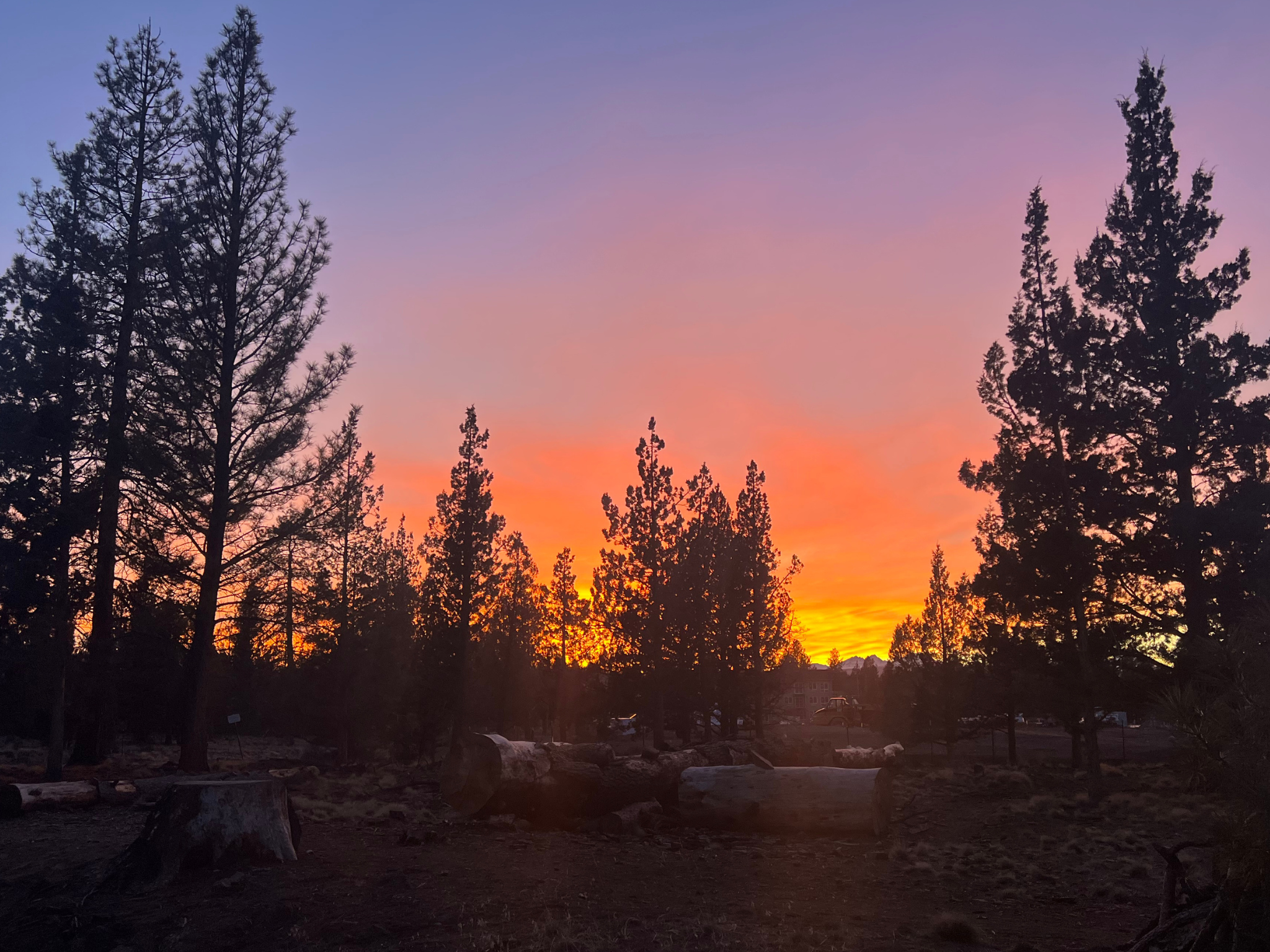 Rooting for Junipers 