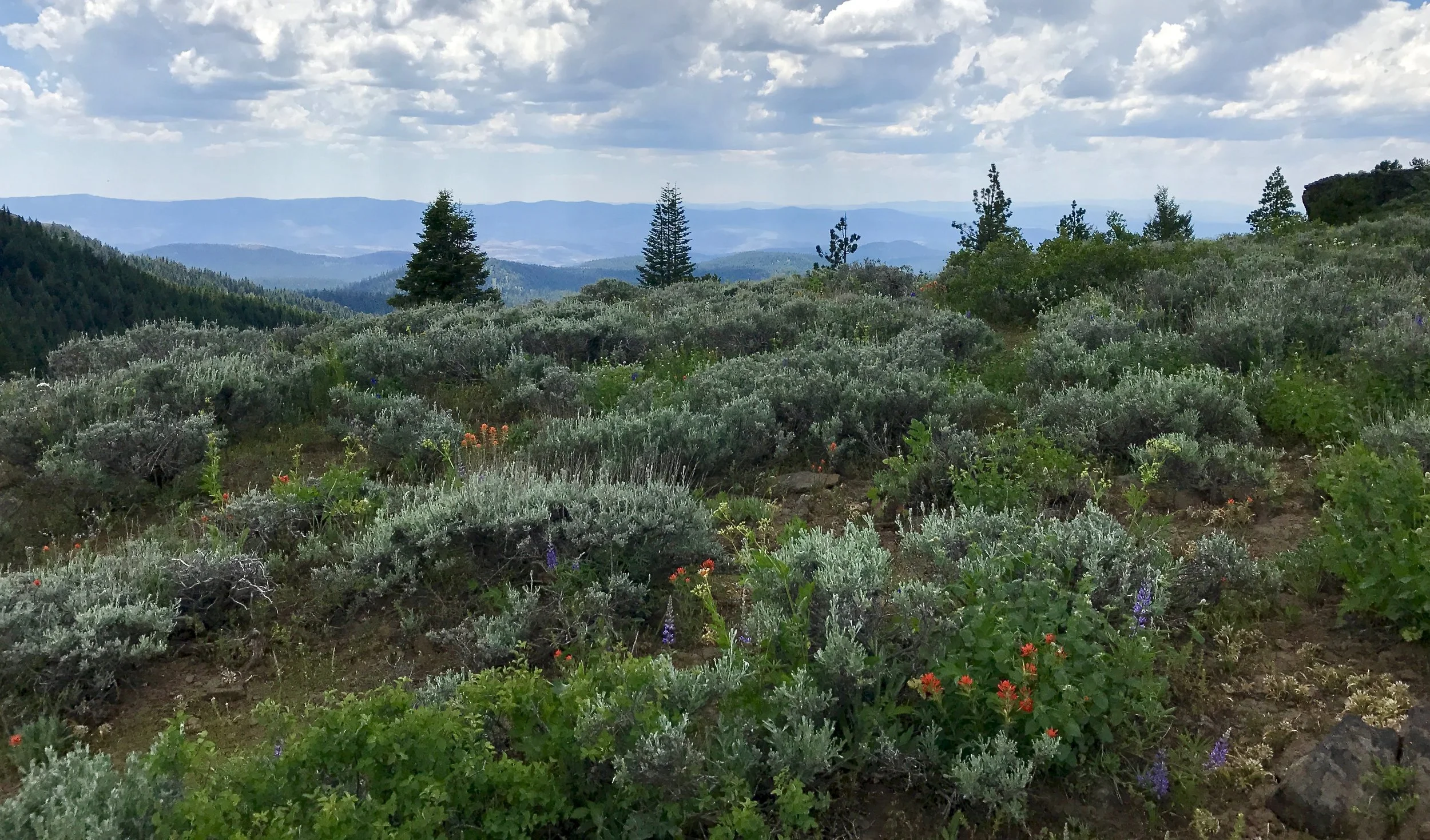 Lookout Mountain Roadless Area