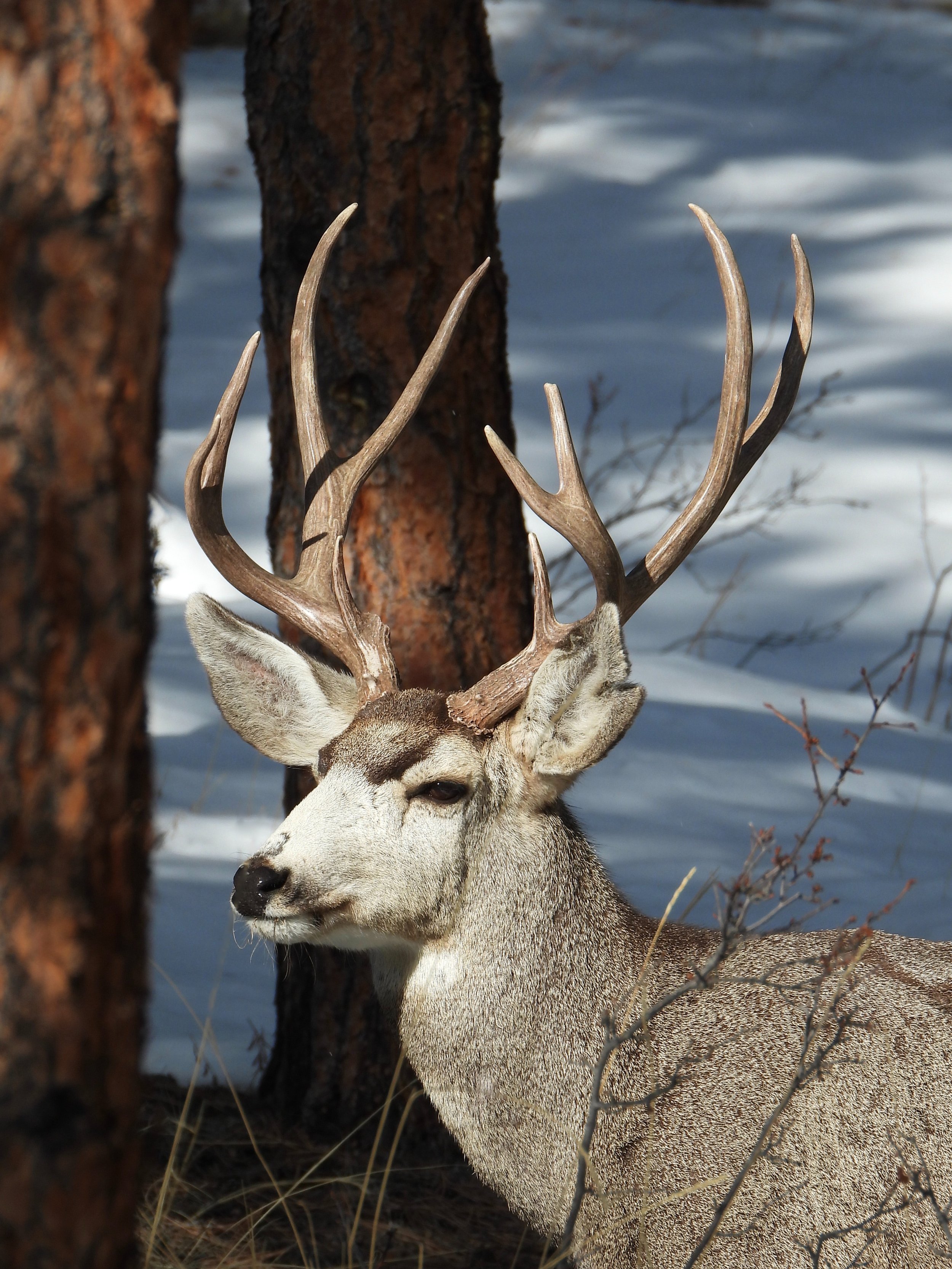 Infrastructure can protect Central Oregon's Mule Deer — Central Oregon ...