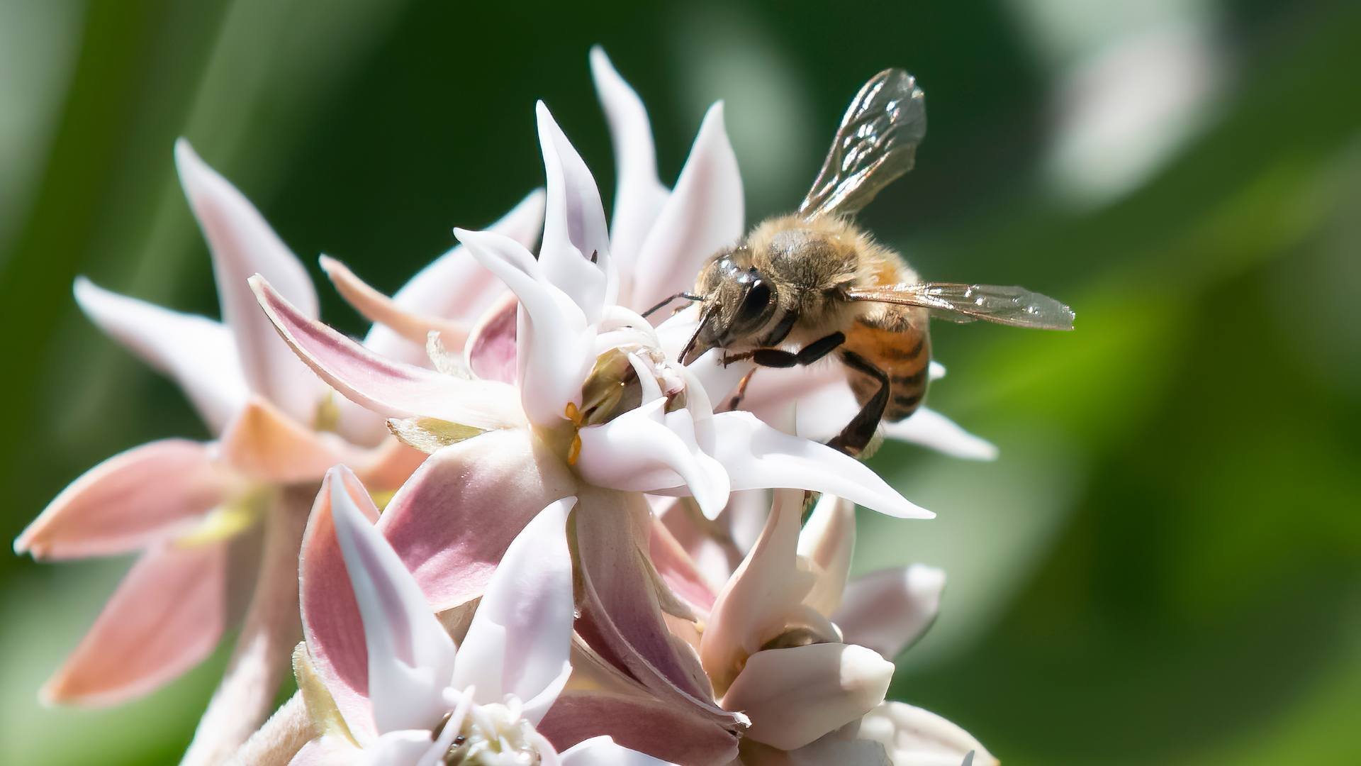 Plant a Native Garden