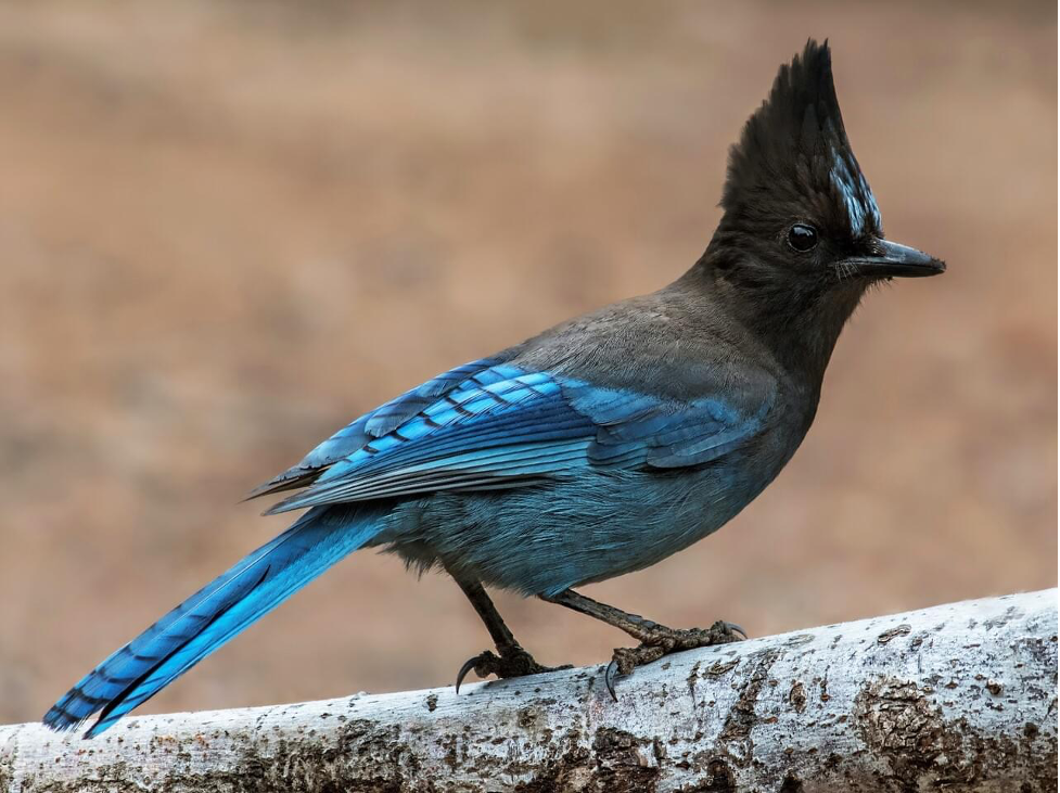 Notes from the Field The Jays — Central Oregon LandWatch