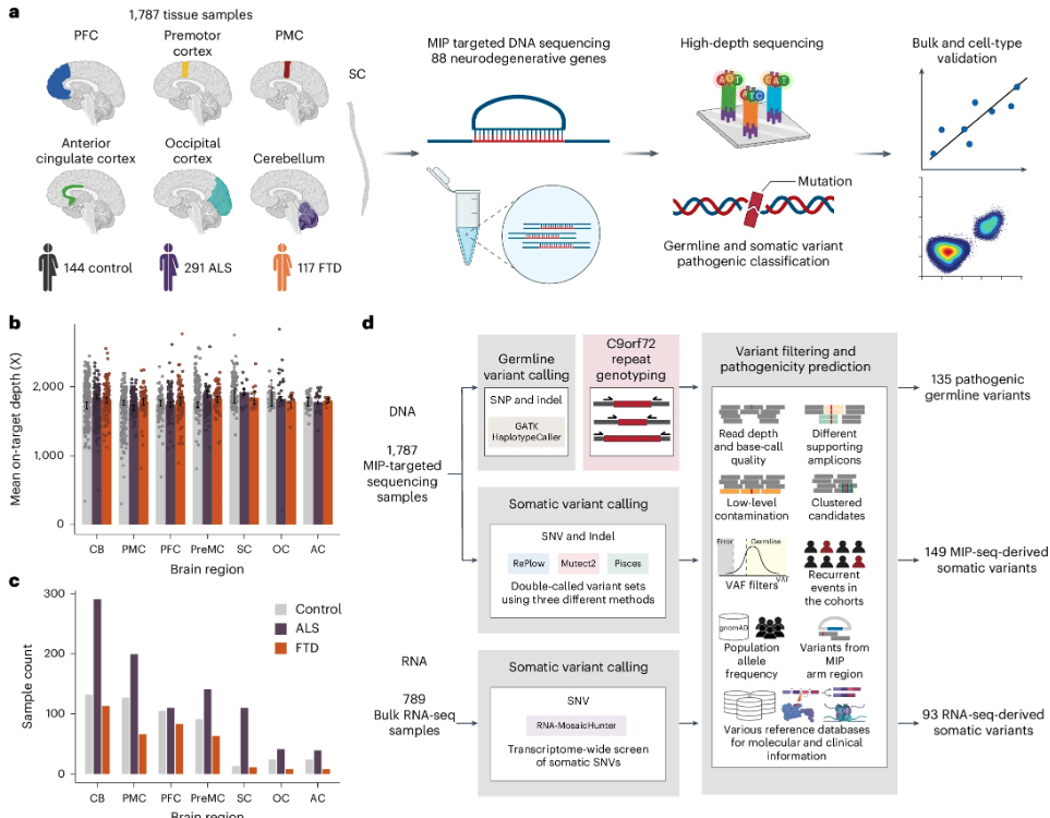 Our work with Chris Walsh and Alice Lee Labs was published in Nature Genetics! 