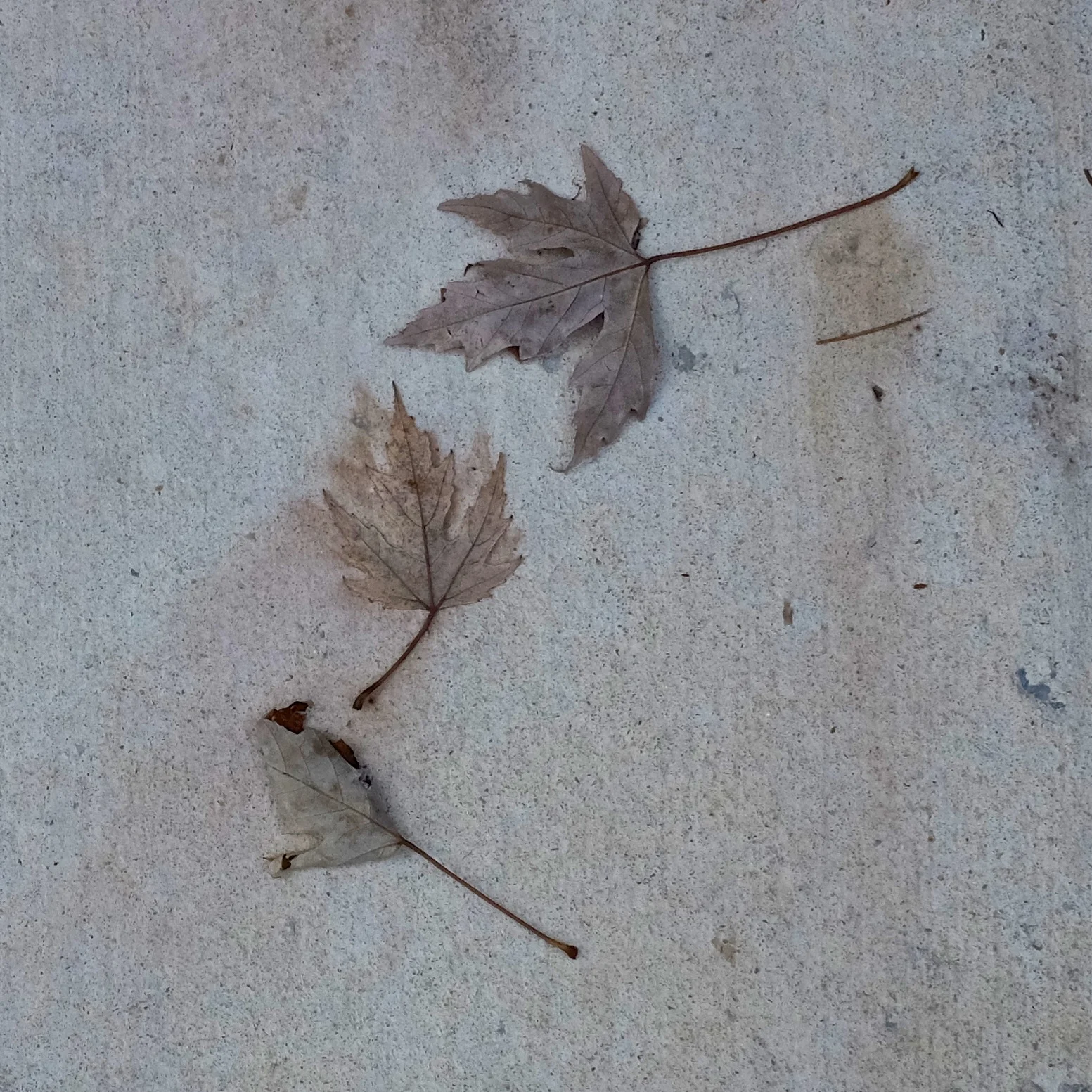 DSCF7772.jpg