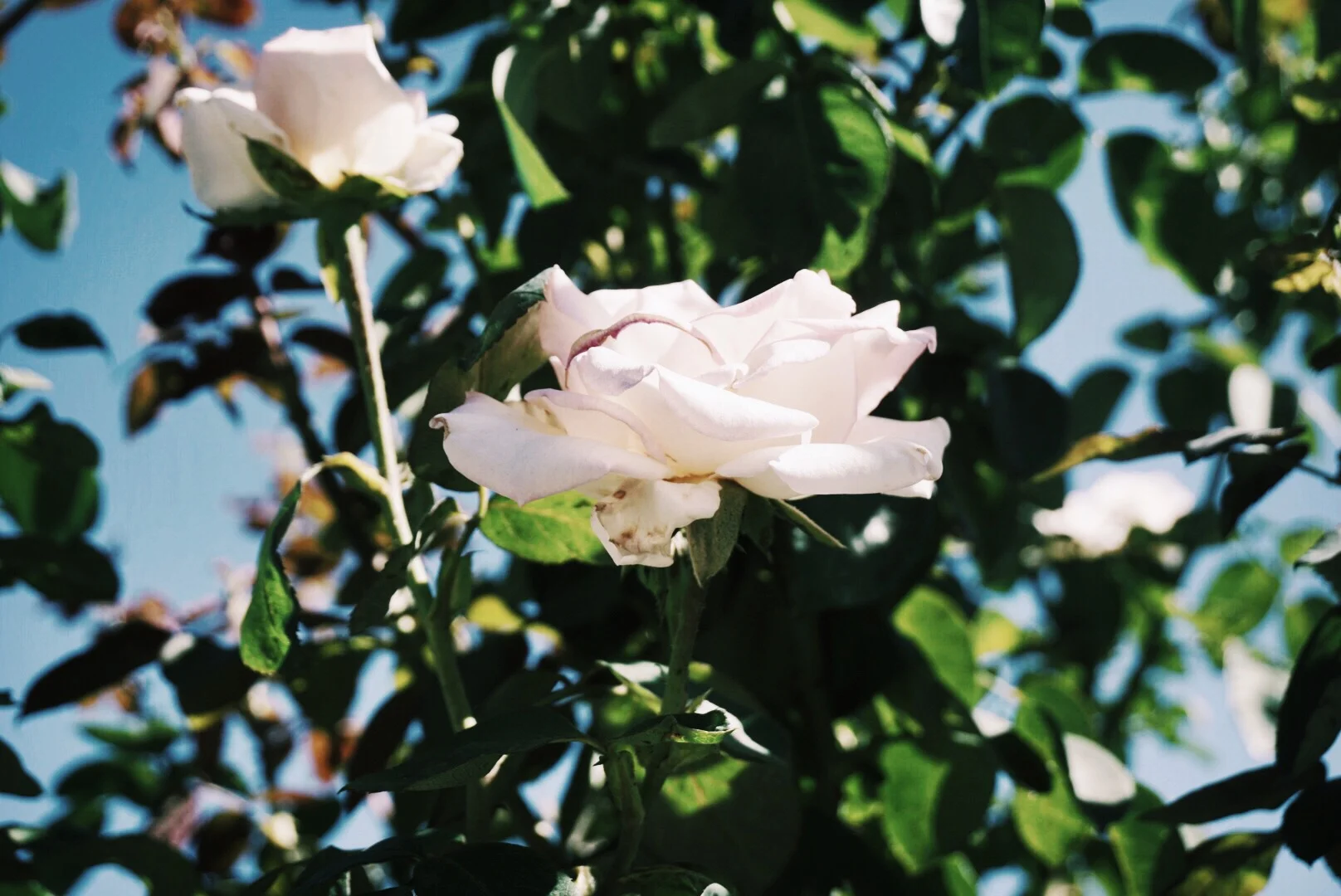 Once You Plant The Seed, It Will Grow! 