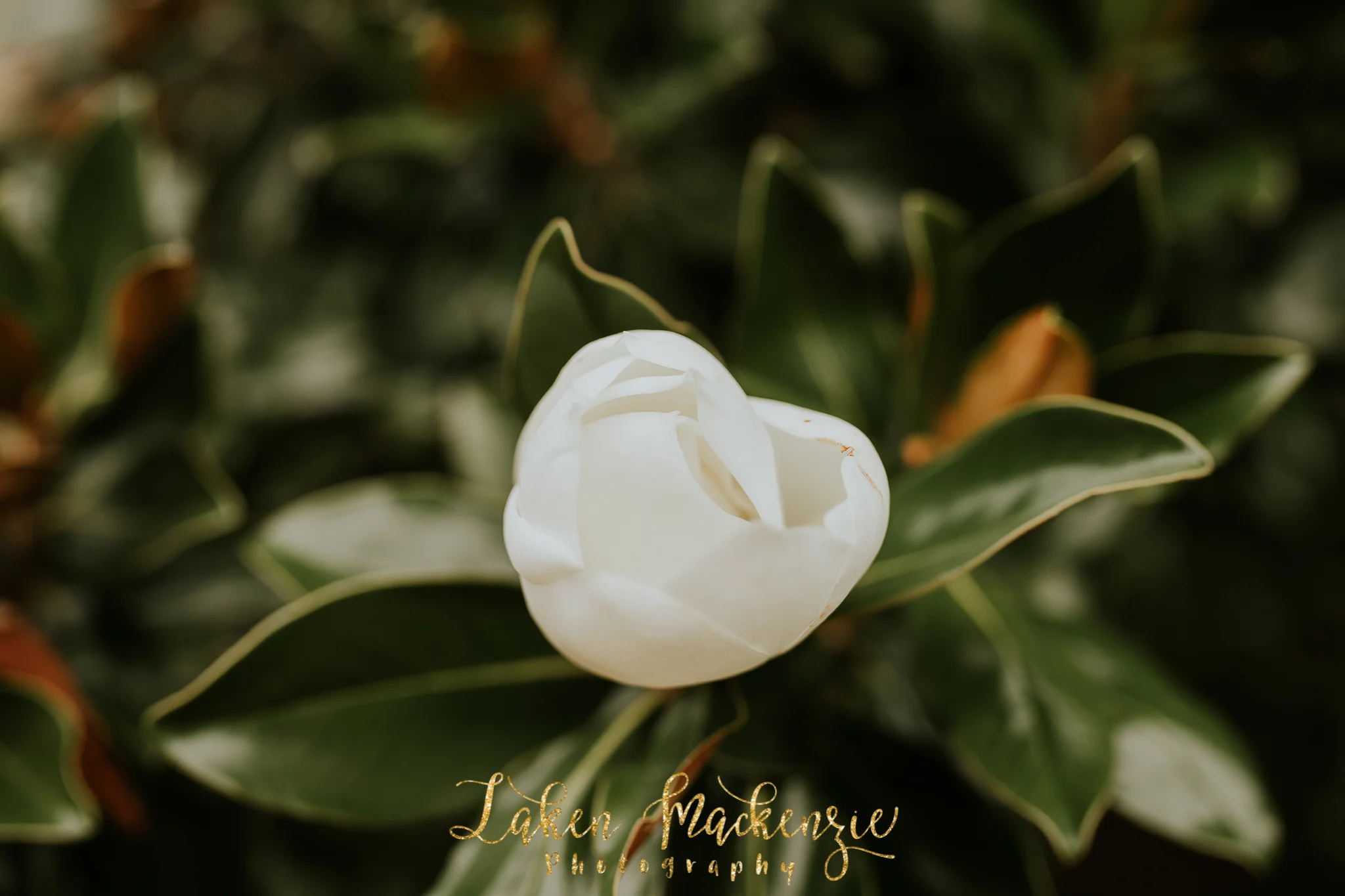 Dallas Fort Worth Wedding Photographer