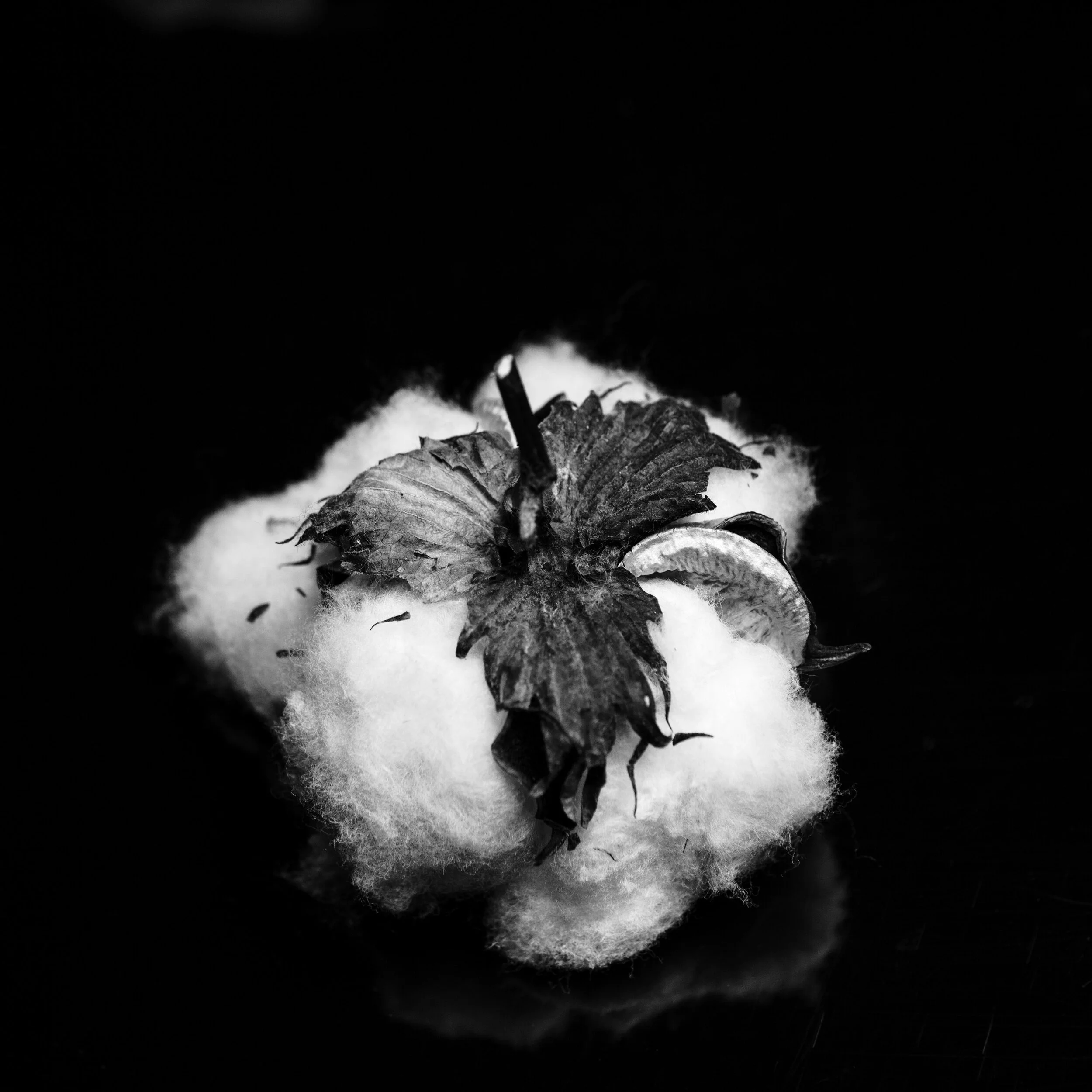 Raw Cotton_BW.jpg