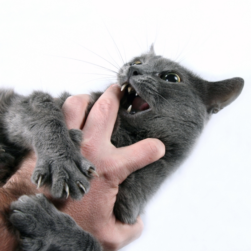 Cat Aggression