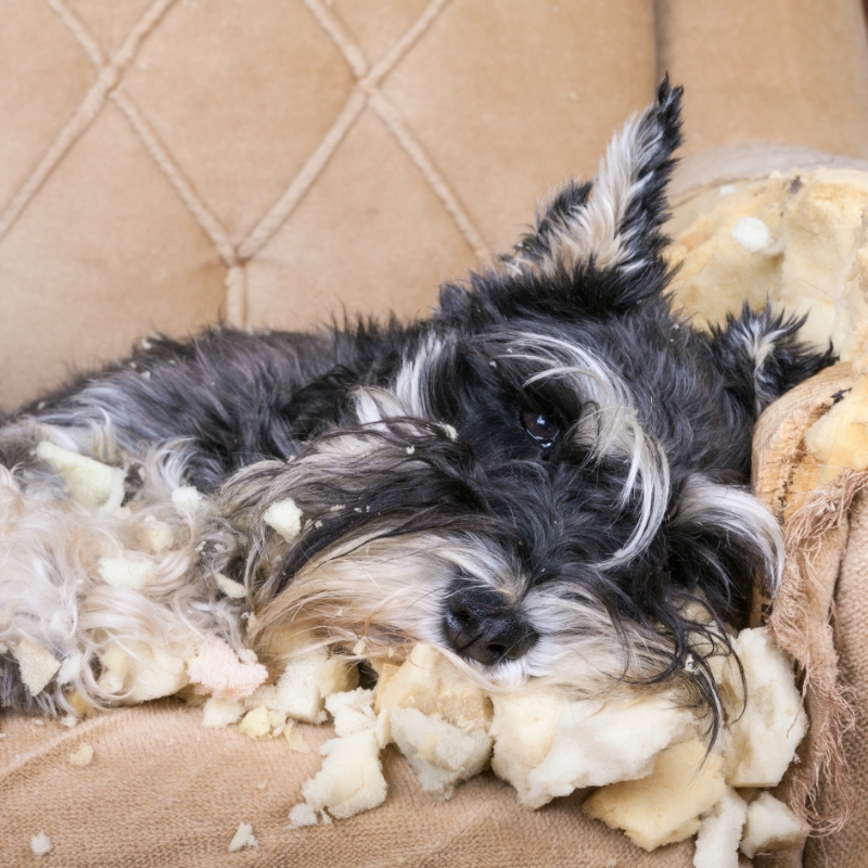 Anxiety, Fears, and Phobias in Dogs