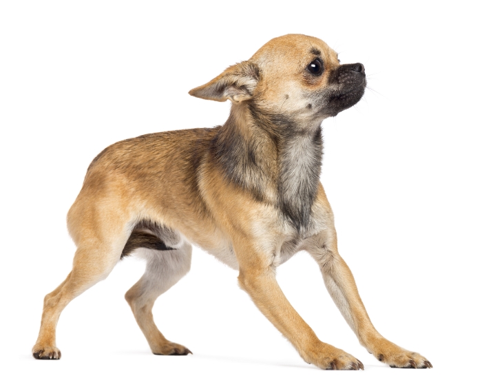 Inappropriate Elimination in Dogs