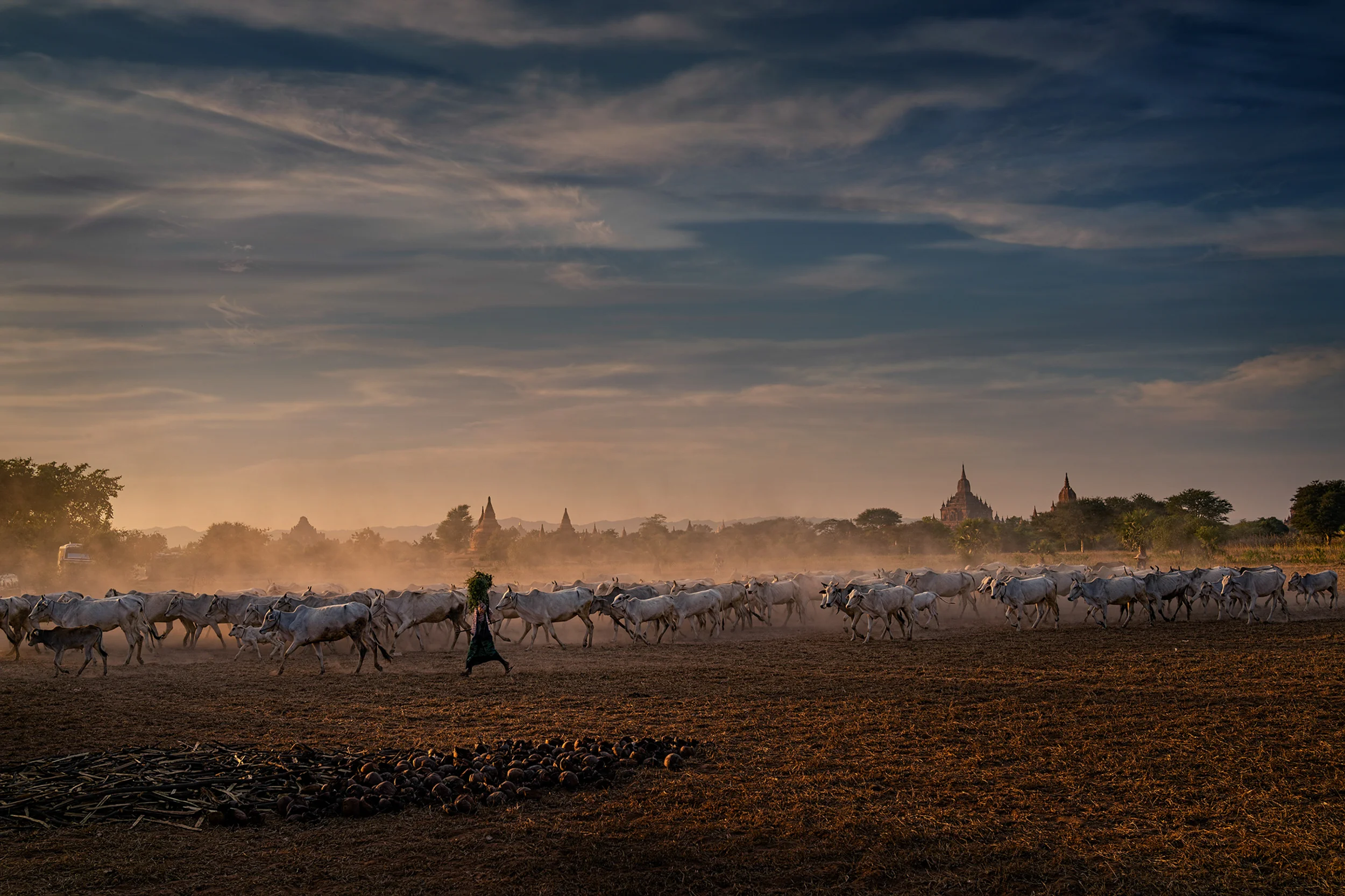 Cattle Herder 