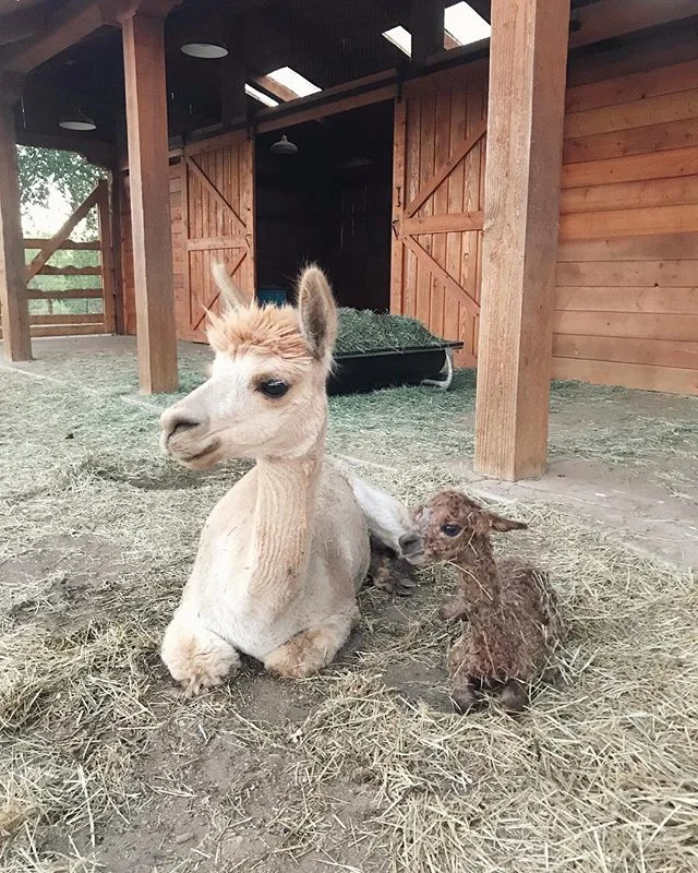 Well another special day for Heather and I. Yesterday was the due date for our girl Mary. After recently just welcoming are baby Jedi we where patiently awaiting our 2nd baby to be born. Well only a day past her due date at 8:15 pm we welcome another