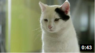 SO EASY, A CAT CAN DO IT (Copy)