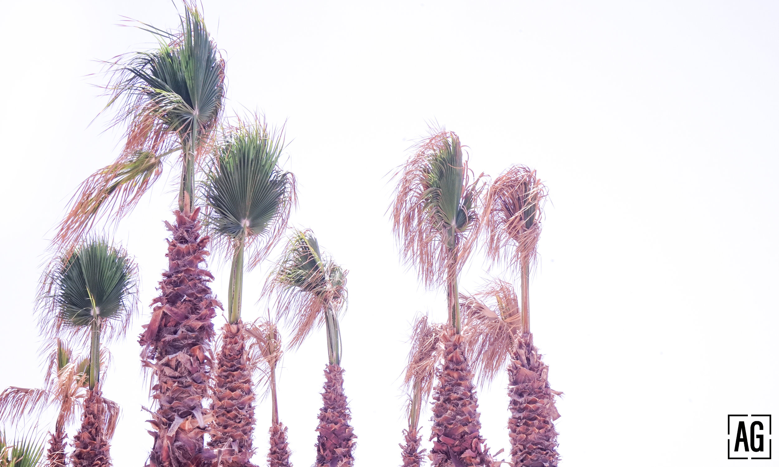 PHOTOS-FOR-SITE_palm-trees.jpg