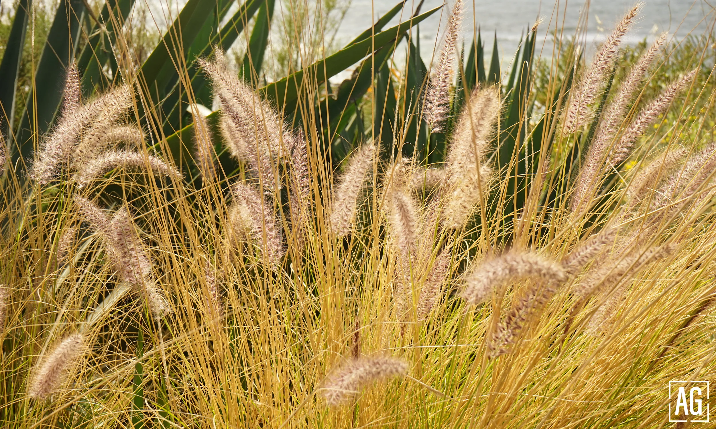 PHOTOS-FOR-SITE_plants.jpg